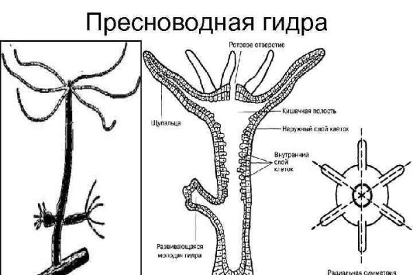 Kraken ссылка для тору