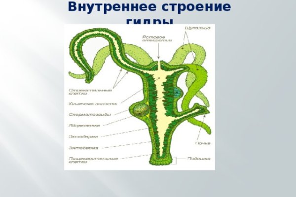 Пользователь не найден kraken