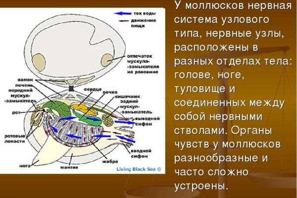 Kraken cc ссылка